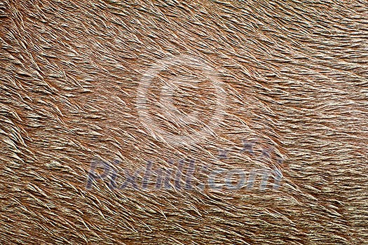 Close-up of horse pelt covered in mud (high detail and resolution image) Close-up of horse pelt covered in mud (high detail and resolution image)