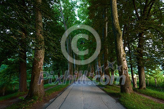 road with trees on fresh summer morning in beautiful alley road with trees on fresh summer morning in beautiful alley