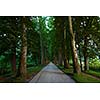 road with trees on fresh summer morning in beautiful  alley