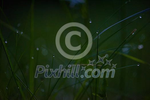 Grass. Fresh green grass with dew drops closeup. Sun. Soft Focus. Abstract Nature Background