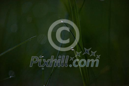 Grass. Fresh green grass with dew drops closeup. Sun. Soft Focus. Abstract Nature Background Grass. Fresh green grass with dew drops closeup. Sun. Soft Focus. Abstract Nature Background