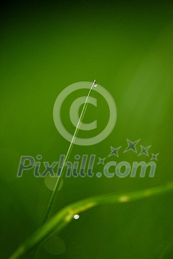 Grass. Fresh green grass with dew drops closeup. Sun. Soft Focus. Abstract Nature Background Grass. Fresh green grass with dew drops closeup. Sun. Soft Focus. Abstract Nature Background