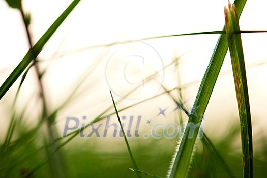 Grass. Fresh green grass with dew drops closeup. Sun. Soft Focus. Abstract Nature Background