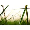 Grass. Fresh green grass with dew drops closeup. Sun. Soft Focus. Abstract Nature Background