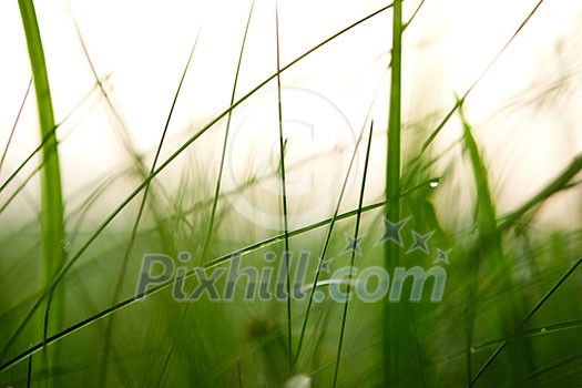 Grass. Fresh green grass with dew drops closeup. Sun. Soft Focus. Abstract Nature Background