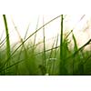 Grass. Fresh green grass with dew drops closeup. Sun. Soft Focus. Abstract Nature Background