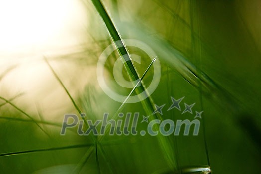 Grass. Fresh green grass with dew drops closeup. Sun. Soft Focus. Abstract Nature Background Grass. Fresh green grass with dew drops closeup. Sun. Soft Focus. Abstract Nature Background