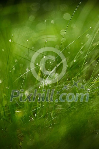 Grass. Fresh green grass with dew drops closeup. Sun. Soft Focus. Abstract Nature Background