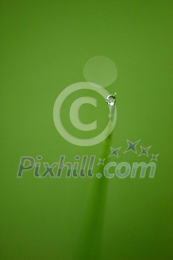 Grass. Fresh green grass with dew drops closeup. Sun. Soft Focus. Abstract Nature Background Grass. Fresh green grass with dew drops closeup. Sun. Soft Focus. Abstract Nature Background