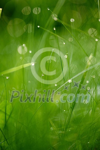 Grass. Fresh green grass with dew drops closeup. Sun. Soft Focus. Abstract Nature Background