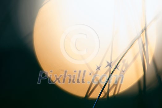 Grass. Fresh green grass with dew drops closeup. Sun. Soft Focus. Abstract Nature Background Grass. Fresh green grass with dew drops closeup. Sun. Soft Focus. Abstract Nature Background