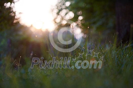 Grass. Fresh green grass with dew drops closeup. Sun. Soft Focus. Abstract Nature Background Grass. Fresh green grass with dew drops closeup. Sun. Soft Focus. Abstract Nature Background