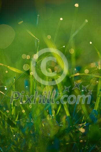 Grass. Fresh green grass with dew drops closeup. Sun. Soft Focus. Abstract Nature Background Grass. Fresh green grass with dew drops closeup. Sun. Soft Focus. Abstract Nature Background