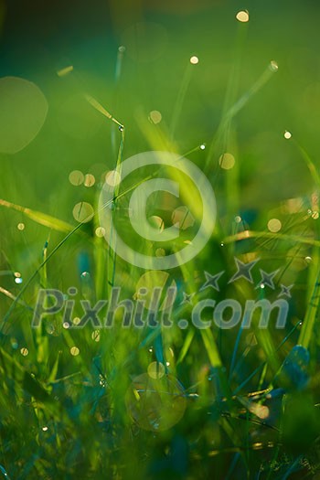 Grass. Fresh green grass with dew drops closeup. Sun. Soft Focus. Abstract Nature Background