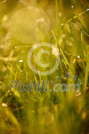 Grass. Fresh green grass with dew drops closeup. Sun. Soft Focus. Abstract Nature Background Grass. Fresh green grass with dew drops closeup. Sun. Soft Focus. Abstract Nature Background