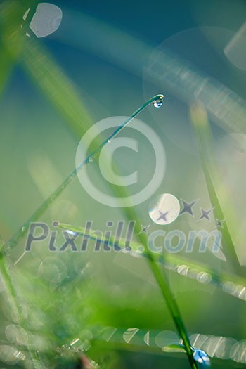 Grass. Fresh green grass with dew drops closeup. Sun. Soft Focus. Abstract Nature Background