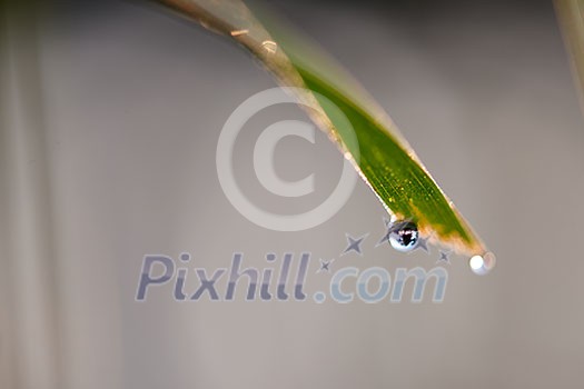 Grass. Fresh green grass with dew drops closeup. Sun. Soft Focus. Abstract Nature Background Grass. Fresh green grass with dew drops closeup. Sun. Soft Focus. Abstract Nature Background