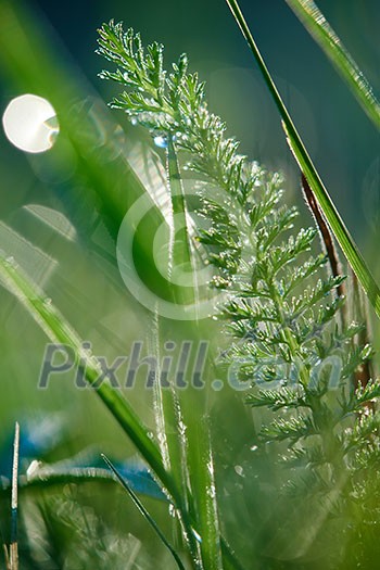 Grass. Fresh green grass with dew drops closeup. Sun. Soft Focus. Abstract Nature Background Grass. Fresh green grass with dew drops closeup. Sun. Soft Focus. Abstract Nature Background