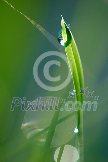 Grass. Fresh green grass with dew drops closeup. Sun. Soft Focus. Abstract Nature Background Grass. Fresh green grass with dew drops closeup. Sun. Soft Focus. Abstract Nature Background