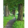 road with trees on fresh summer morning in beautiful  alley