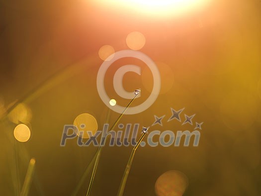 Grass. Fresh green grass with dew drops closeup. Sun. Soft Focus. Abstract Nature Background Grass. Fresh green grass with dew drops closeup. Sun. Soft Focus. Abstract Nature Background