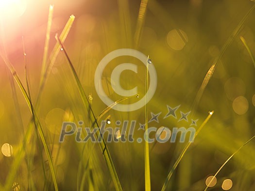 Grass. Fresh green grass with dew drops closeup. Sun. Soft Focus. Abstract Nature Background Grass. Fresh green grass with dew drops closeup. Sun. Soft Focus. Abstract Nature Background