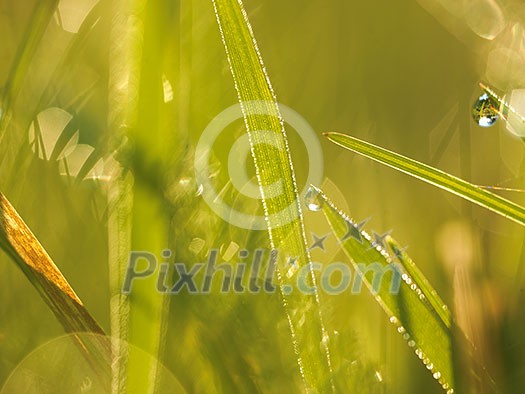 Grass. Fresh green grass with dew drops closeup. Sun. Soft Focus. Abstract Nature Background Grass. Fresh green grass with dew drops closeup. Sun. Soft Focus. Abstract Nature Background