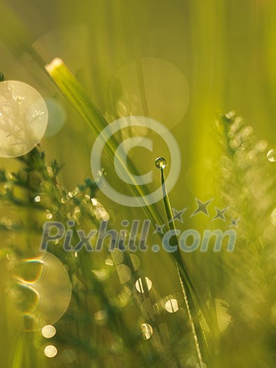 Grass. Fresh green grass with dew drops closeup. Sun. Soft Focus. Abstract Nature Background Grass. Fresh green grass with dew drops closeup. Sun. Soft Focus. Abstract Nature Background