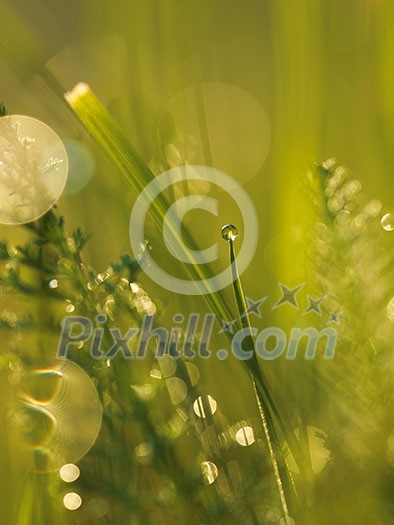 Grass. Fresh green grass with dew drops closeup. Sun. Soft Focus. Abstract Nature Background