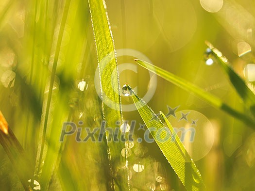 Grass. Fresh green grass with dew drops closeup. Sun. Soft Focus. Abstract Nature Background Grass. Fresh green grass with dew drops closeup. Sun. Soft Focus. Abstract Nature Background