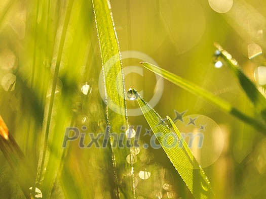 Grass. Fresh green grass with dew drops closeup. Sun. Soft Focus. Abstract Nature Background