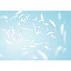 Abstract background image of white feathers flying in air