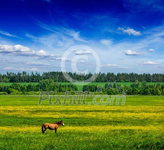 Spring summer background - green grass field meadow scenery lanscape under blue sky with grazing horse Spring summer background - green grass field meadow scenery lanscape under blue sky with grazing horse