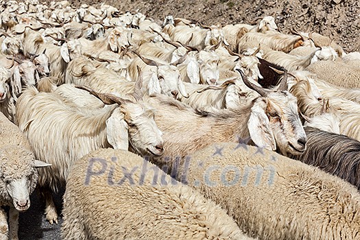 Herd of Pashmina sheep and goats in Himalayas. Himachal Pradesh, India Herd of Pashmina sheep and goats in Himalayas. Himachal Pradesh, India