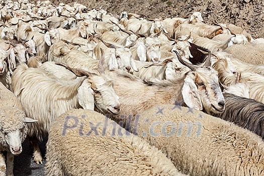 Herd of Pashmina sheep and goats in Himalayas. Himachal Pradesh, India