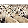 Herd of Pashmina sheep and goats in Himalayas. Himachal Pradesh, India