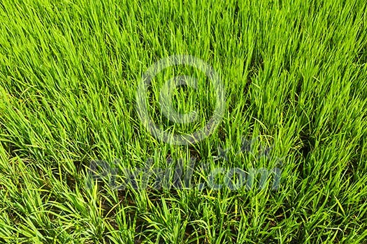 Rice paddy field close up. Tamil Nadu, India Rice paddy field close up. Tamil Nadu, India