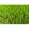 Rice paddy field close up. Tamil Nadu, India