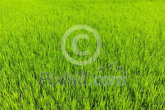 Rice paddy field close up. Tamil Nadu, India Rice paddy field close up. Tamil Nadu, India