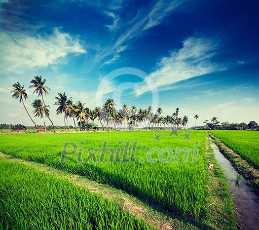 Vintage retro hipster style travel image of rural Indian scene - rice paddy field and palms. Tamil Nadu, India Vintage retro hipster style travel image of rural Indian scene - rice paddy field and palms. Tamil Nadu, India