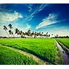 Vintage retro hipster style travel image of rural Indian scene - rice paddy field and palms. Tamil Nadu, India