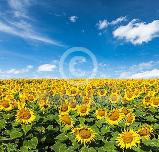 Idyllic scenic landscape - sunflower field and blue sky