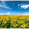 Idyllic scenic landscape - sunflower field and blue sky