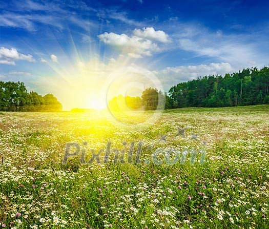 Summer blooming green meadow field with flowers with sun and blue sky