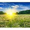 Summer blooming green meadow field with flowers with sun and blue sky