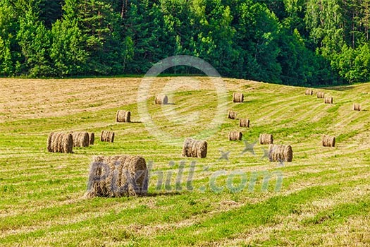 Agriculture background - Hay bales on field in summer