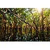 Flooded trees in mangrove rain forest. Kampong Phluk village. Cambodia