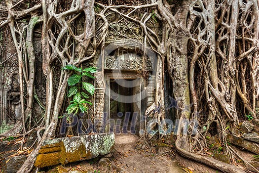 Travel Cambodia concept background - ancient stone door and tree roots, Ta Prohm temple ruins, Angkor, Cambodia