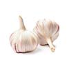 Two garlic bulbs isolated on white background