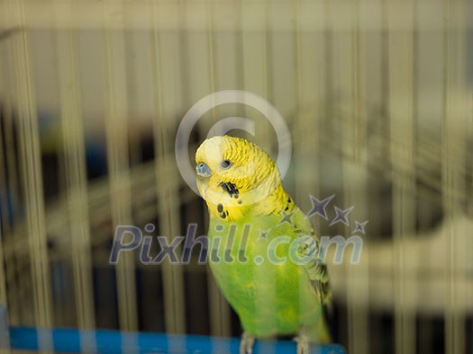 green bird pet animal in cage green bird pet animal in cage